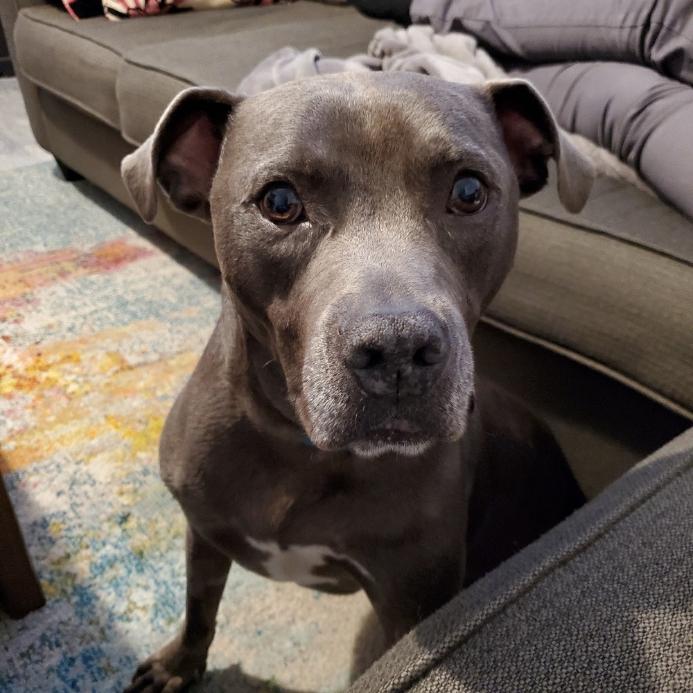 Meet your Posher, Krishna